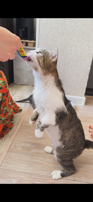 Кошка и котят Бесплатно