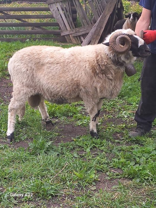 Vând Berbec la a doua montă