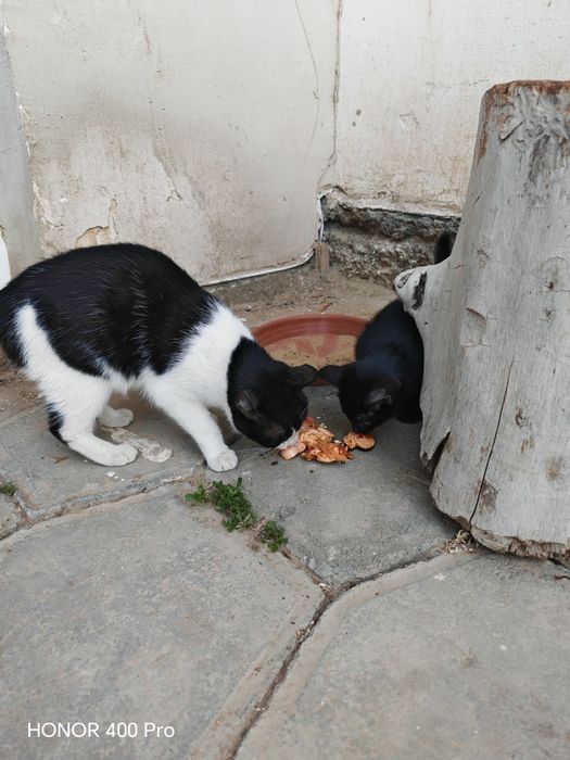 Qara rengli pishiq.