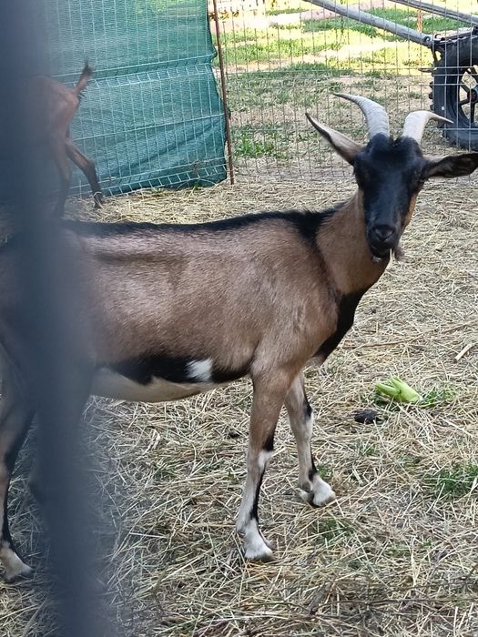 Capre si tap de vanzare