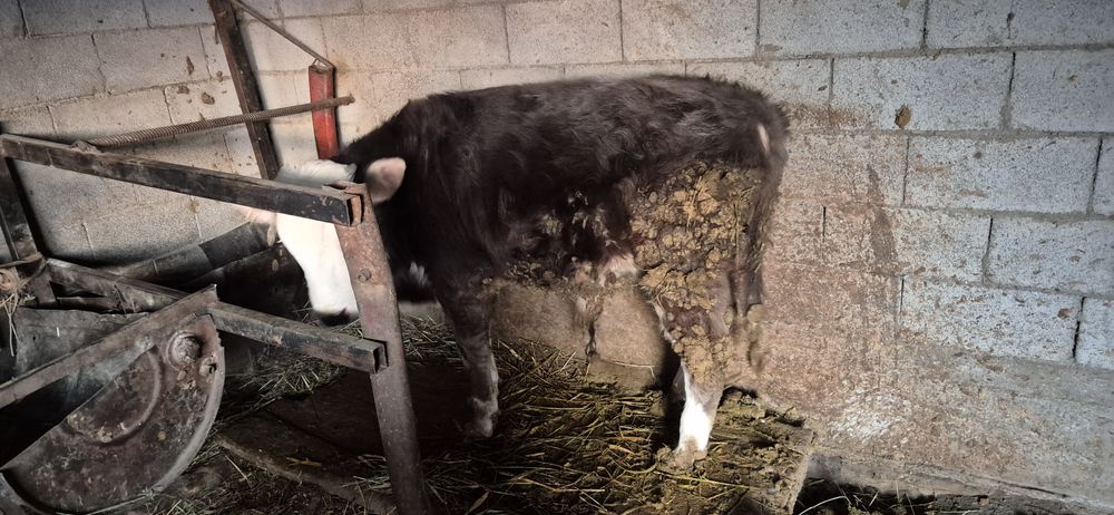 Бычок на откорме стоит