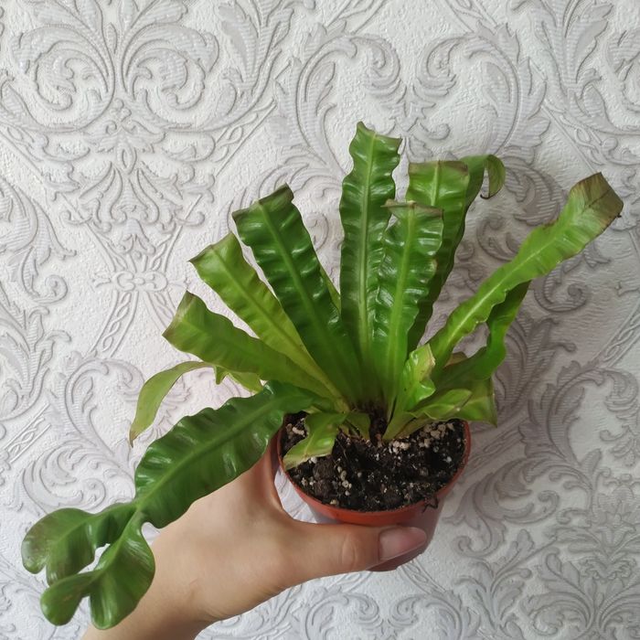 Асплениум Crispy Wave