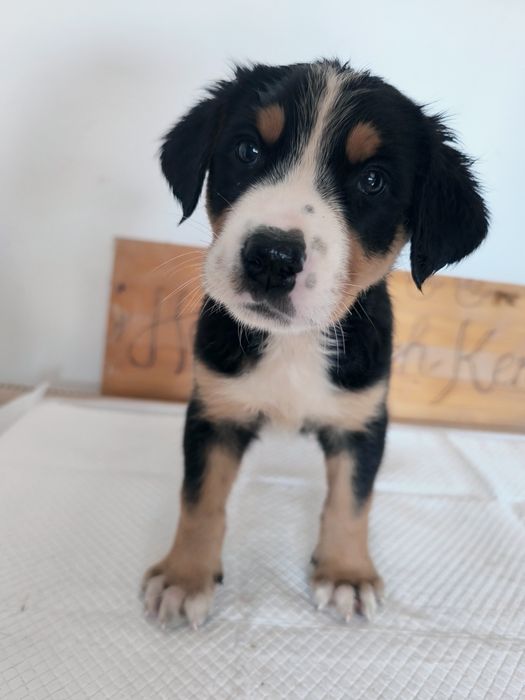Vand Pui Greater Swiss Mountain Dog