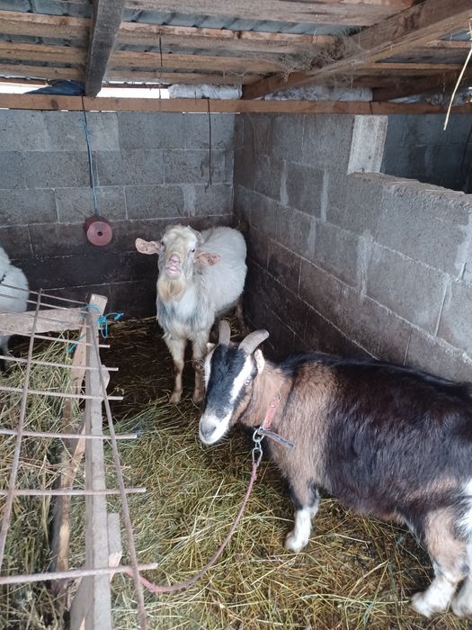 Țap vârsta 2ani montează foarte bine si capră gestanta