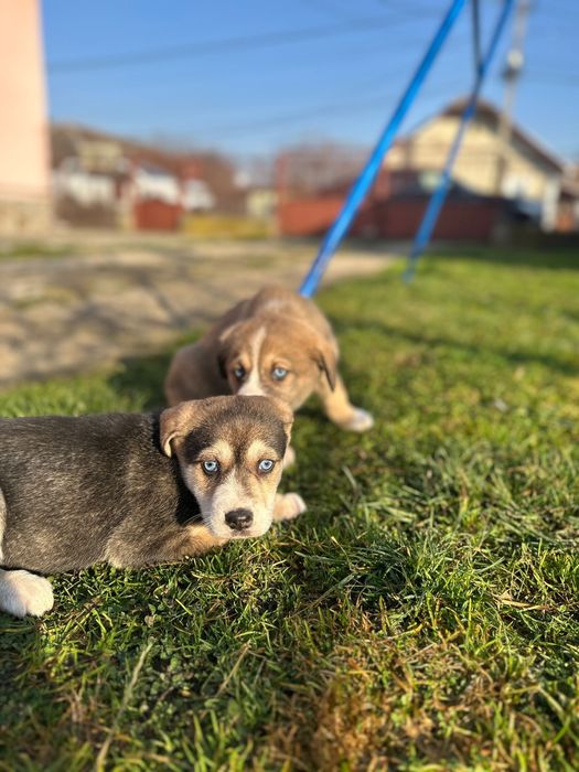 Donez catei - adoptie catei