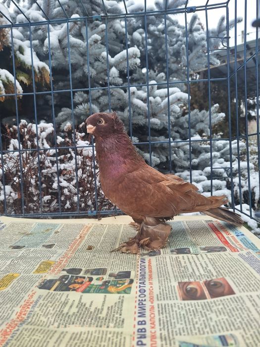 Продам красного голубя