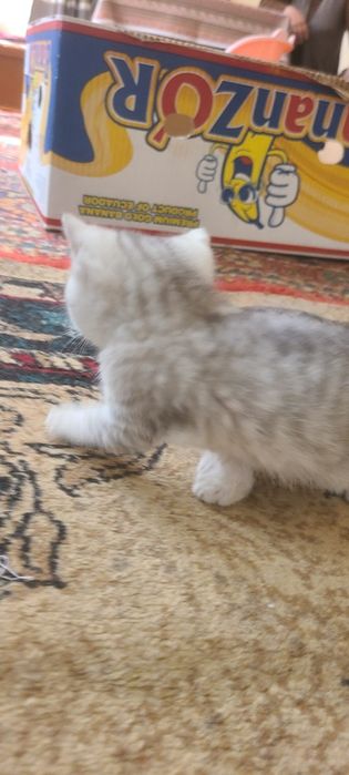 Serebritskiy Shinshila mushukchalar sotiladi