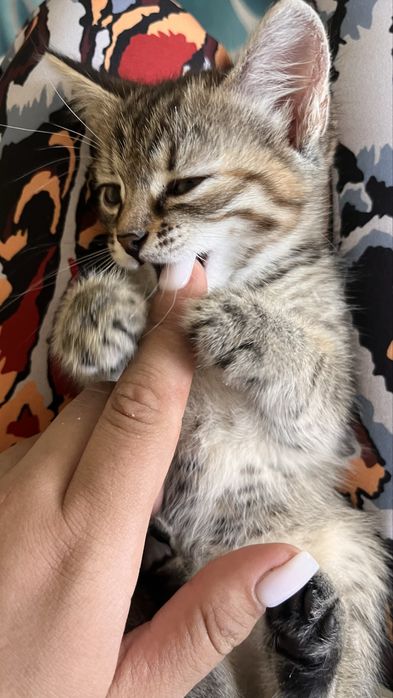 Отдам котенка девочка