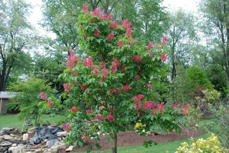 PEPINIERA Tei argintiu 4 - 5m - mesteacan - platan - magnolia - brad