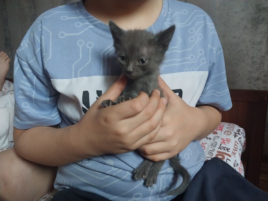 Отдам     котят.