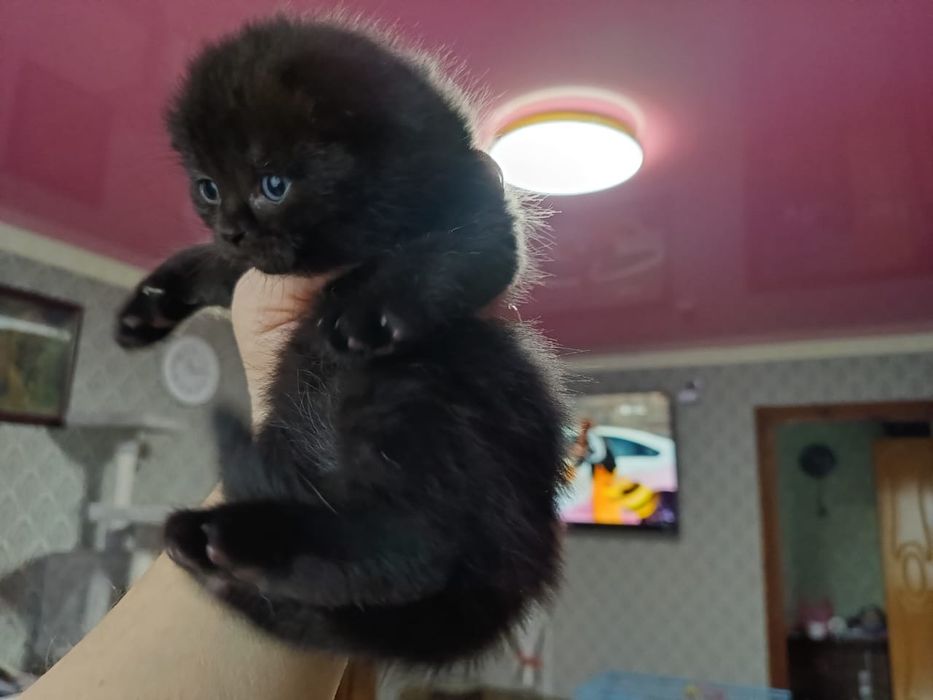 Вислоухий Мальчик.