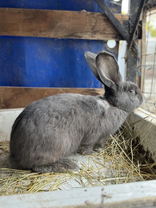 Vand iepuri . Rasa Fluture Gernam si Belgian Albastru