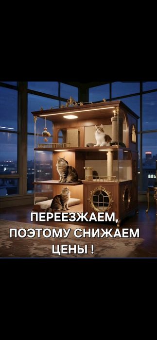 Мейн-кун котята с питомника
