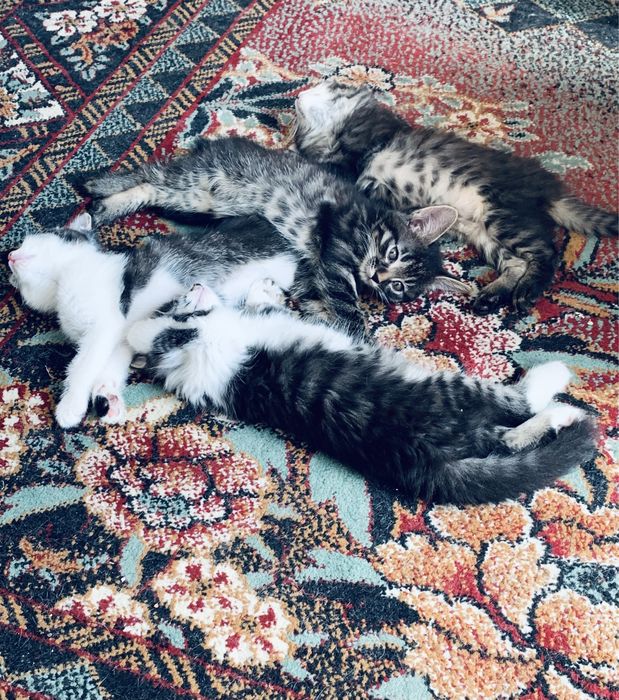 Отдаю котят бесплатно !
