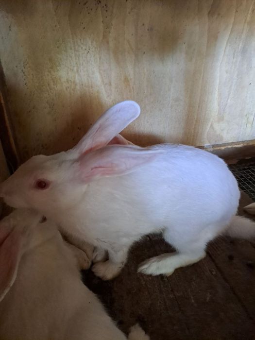 Хикол 3 йарим ойлик самка 2 та  самес 6  та 150 минг дан