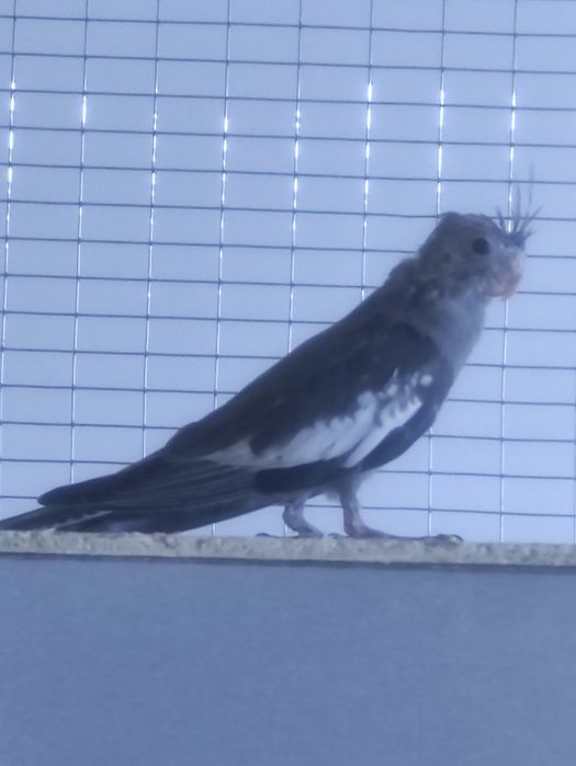 Корелла безщекая