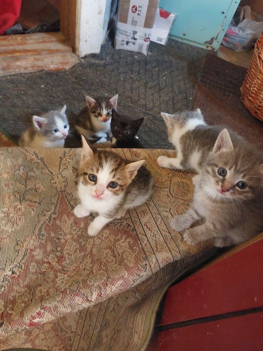 Отдам котят в добрые руки