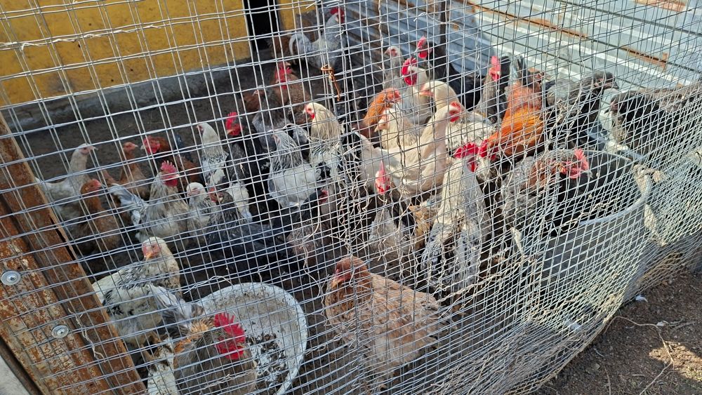 Продам домашних курей