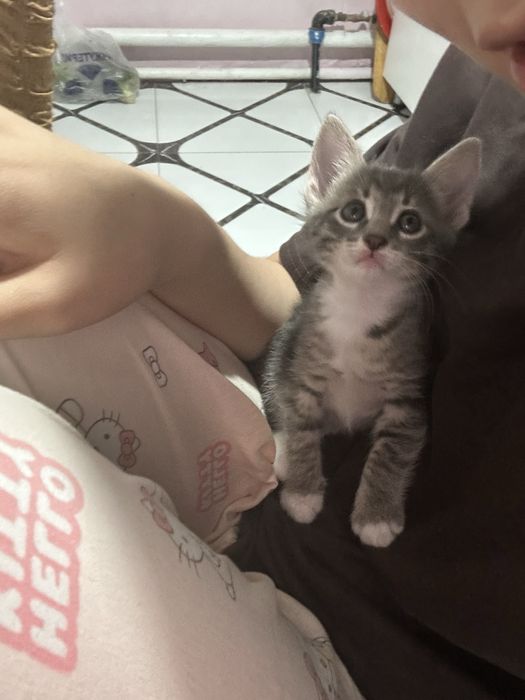 Котенки милашкии