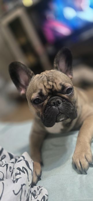 Девочка французского бульдога ищет жениха.