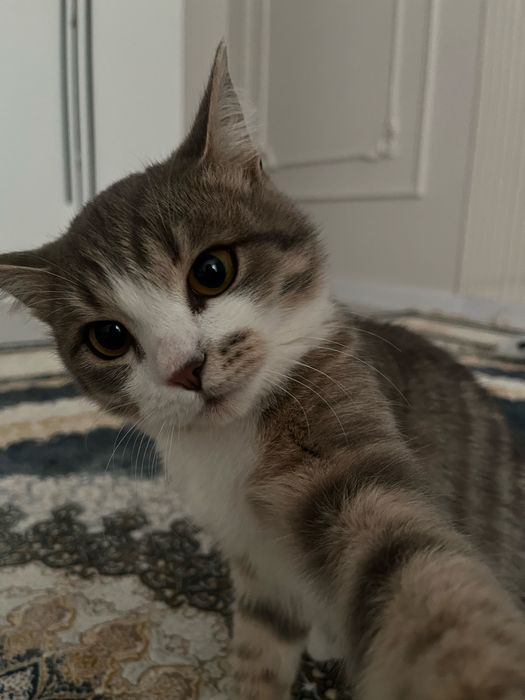 Отдам котенка в хорошие руки!