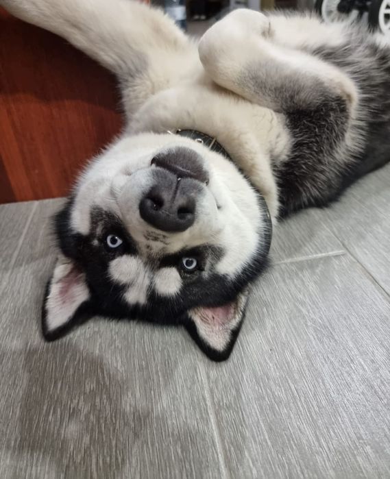 Хаски ищет подружку