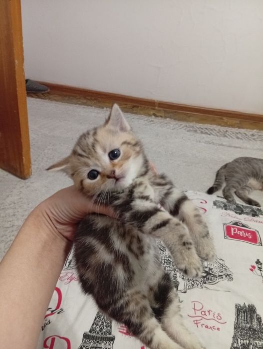 Котята 1.5 айлык