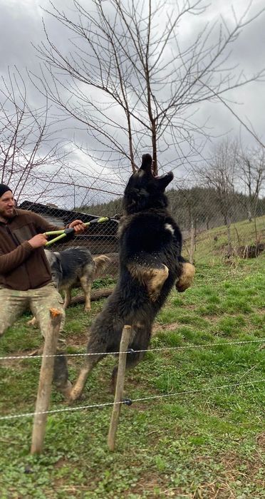 Catei ciobănesc caucazian