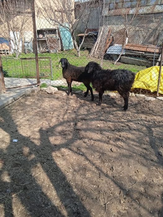 Продаётся бараны