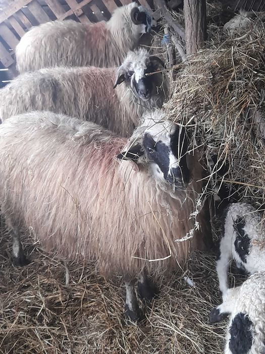 De vanzare 5 oi cu miei