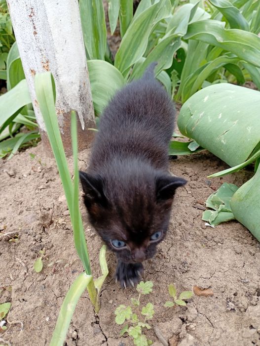 Продам двух котят!