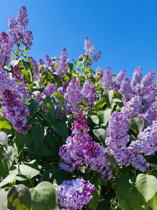 Сирень свежий.  .