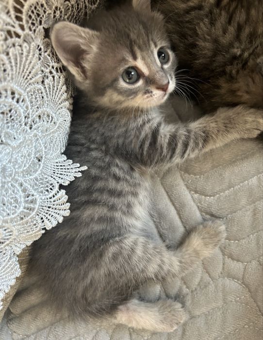 Срочно отдам котят