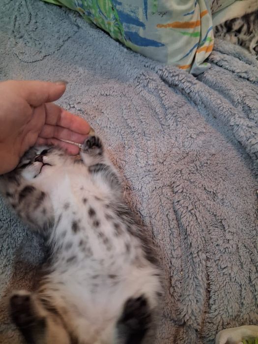 Шотландская кошечка продажа