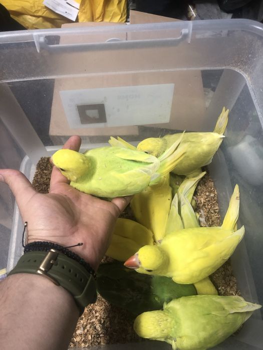 Papagali vorbitori pui blanzi Micul Alexandru Alexander