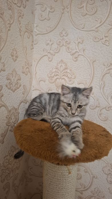 Котенок 2 месяца, мальчик. Отдам даром в очень хорошие руки. Хвостик..