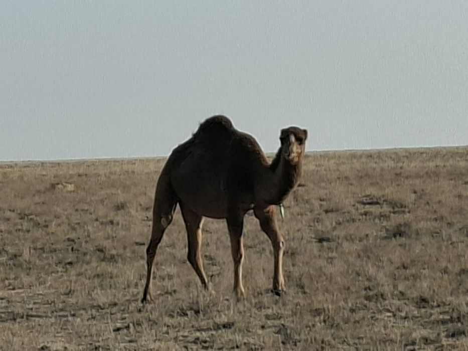 Қаймал сатылады Баянды