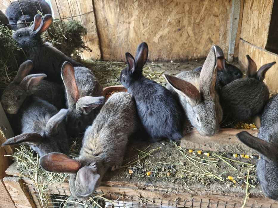 Căutăm căsuță nouă