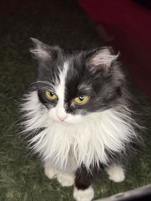 Отдам в хорошие руки!