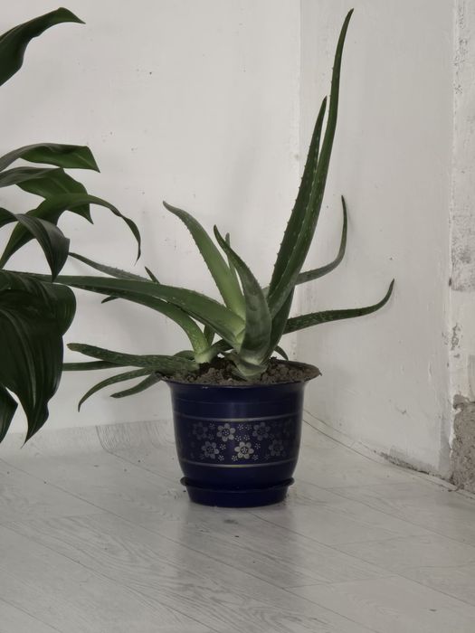 Аллое для лечения