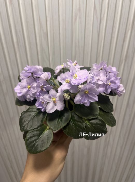 Продам сортовые фиалки