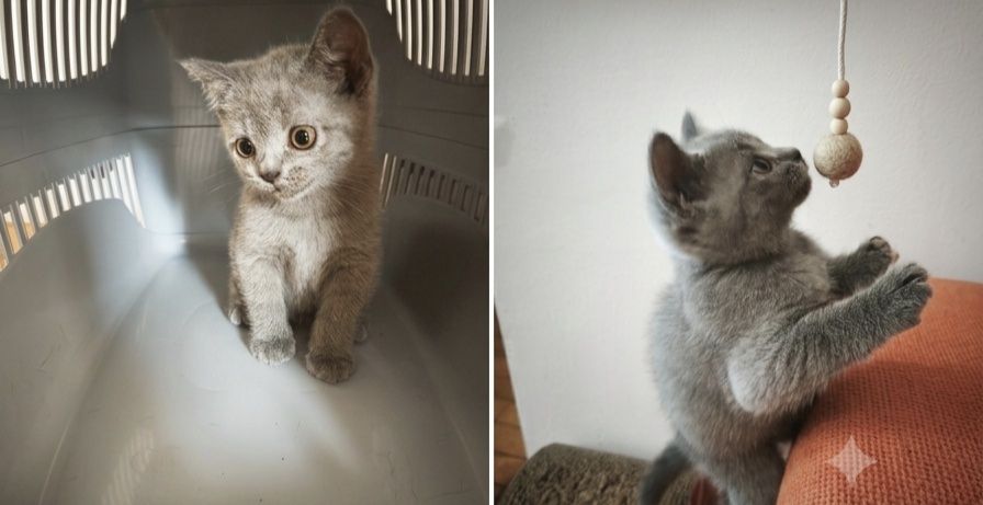 Малко британско котенце