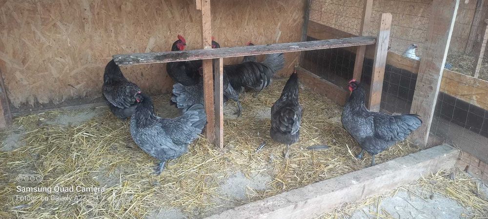 Oua pt incubat australop negru/ albastru