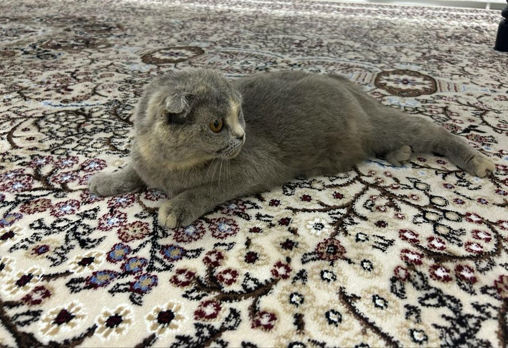 Продаётся кошка Scottish fold