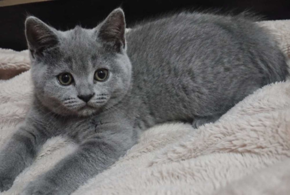 Motanel British Shorthair Silver Tabby