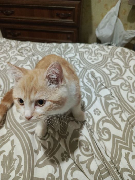 Продается мальчик кот