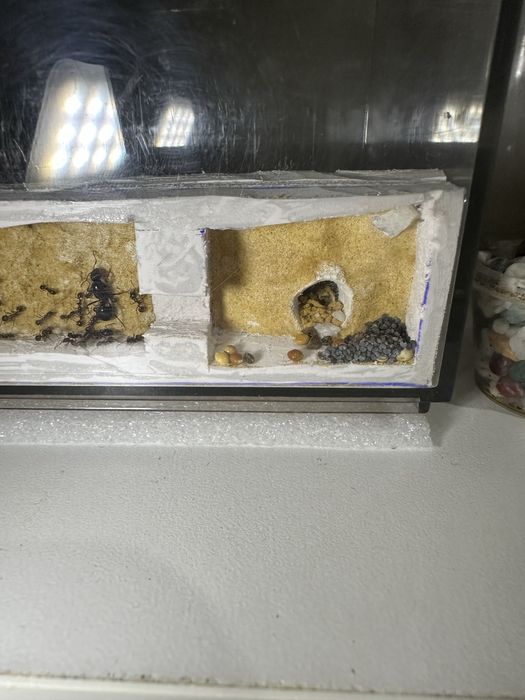 Муравьи с фермой