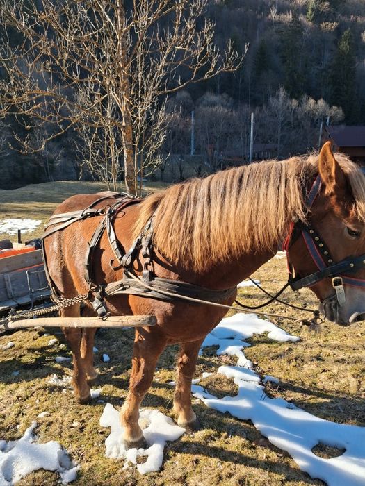 Vând manza de 2 ani