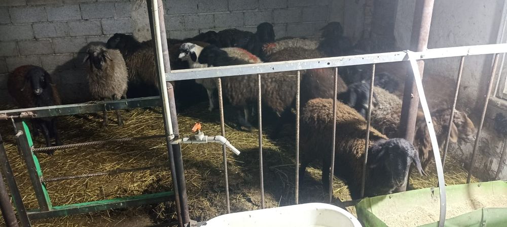 Ярочки 10 месяцев