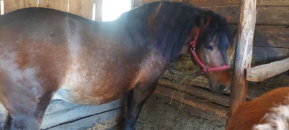 Vand armasar de 5 ani.